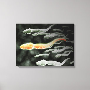 Microscopic View Of Sperm Travelling Canvas Print