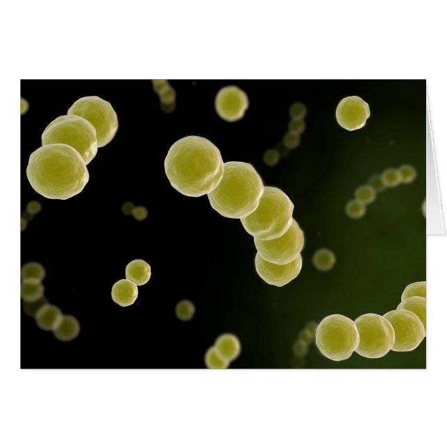 Microscopic View Of Streptococcus 1 (Front Horizontal)