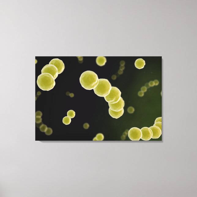 Microscopic View Of Streptococcus 1 Canvas Print (Front)