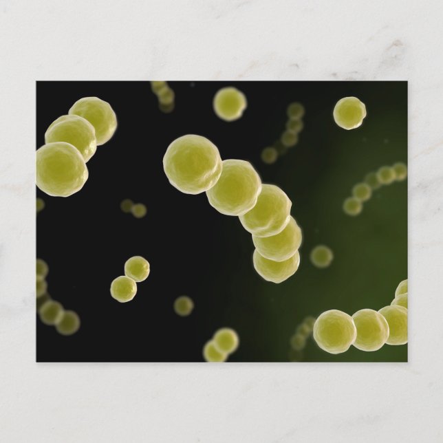 Microscopic View Of Streptococcus 1 Postcard (Front)