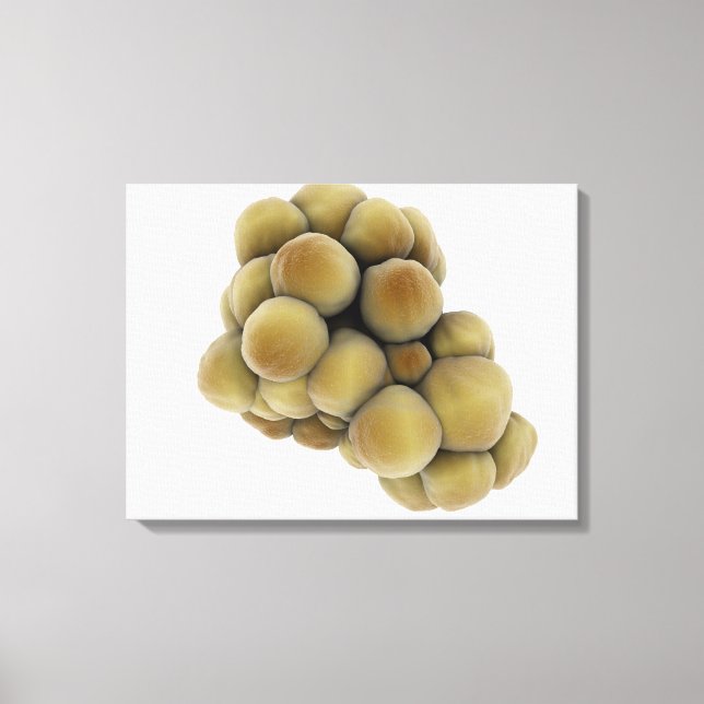 Microscopic View Of Tumour 5 Canvas Print (Front)
