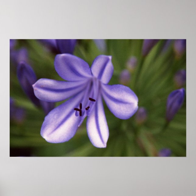 Microscopic View Poster (Front)