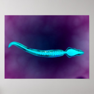 Microscopic View Showing Bone Structure Of Sperm Poster