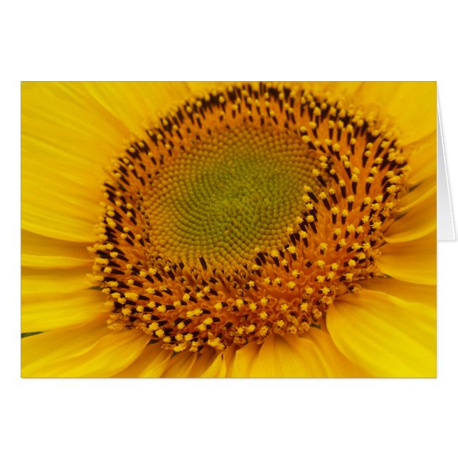 middle of sunflower (Front Horizontal)