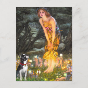 MidEve - Boston Terrier #2 Postcard