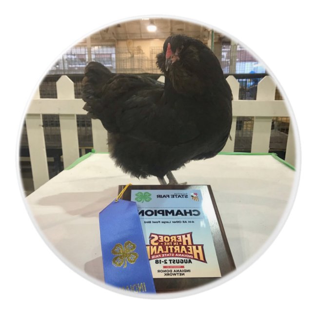 Midnight Ameraucana Champion Chicken knob pull BW (Front)