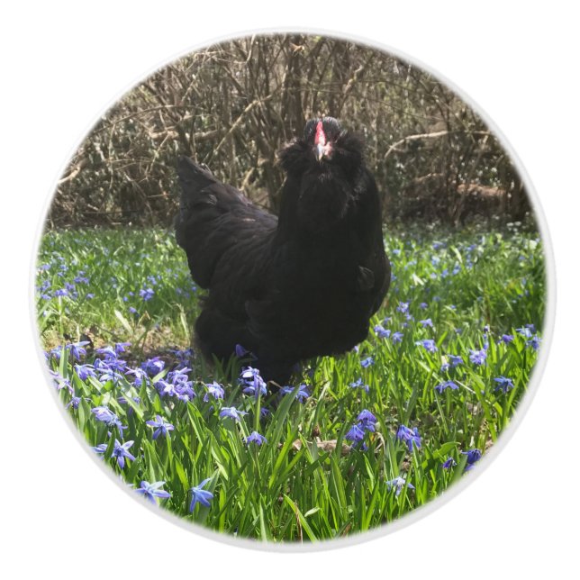 Midnight blue flowers tail left knob chicken hen (Front)
