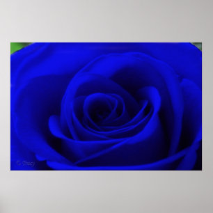 Midnight Blue Poster