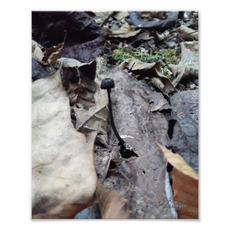 Midnight Cap Photo Print