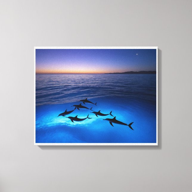 Midnight Dolphins Canvas Print (Front)