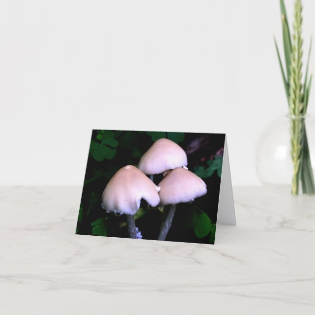 Midnight Mushrooms Nature Photography  (Devant)