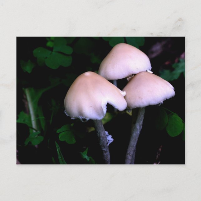 Midnight Mushrooms Nature Photography Postcard (Front)