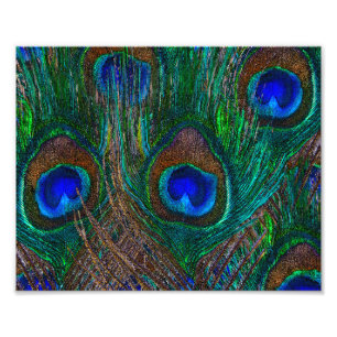 Midnight Peacock Feathers Etching Style Decor Photo Print