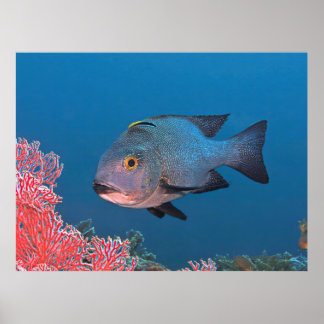 Midnight Snapper Poster
