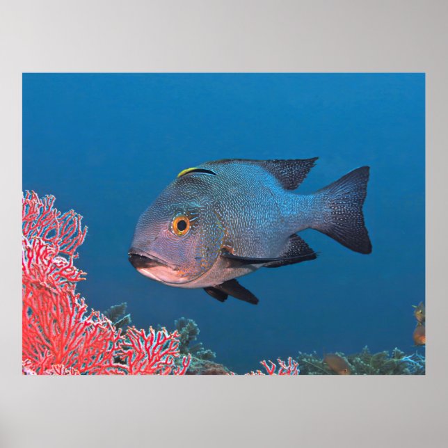 Midnight Snapper Poster (Front)
