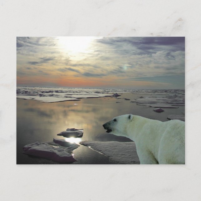 Midnight sun & polar bear, Arctic Ocean Postcard (Front)