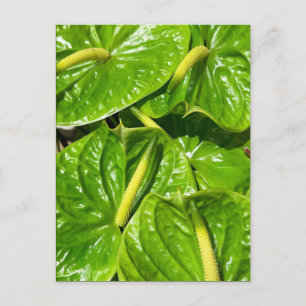 Midori Anthuriums Postcard