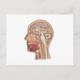 Midsagittal Brain Cross Section Postcard