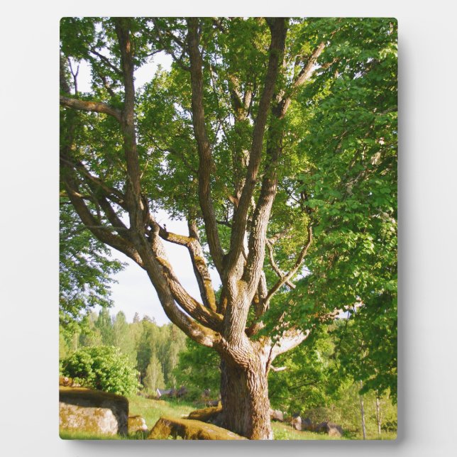 Midsummer Light Småland Plaque (Front)