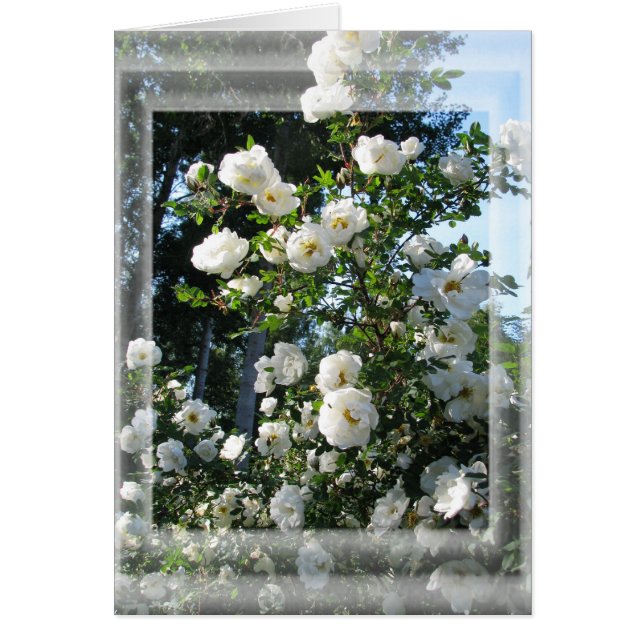 Midsummer Roses (Front)