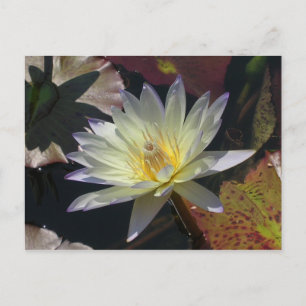 Midsummer Water Lily Announcement Postcard
