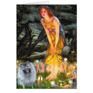 Midsummers Eve - Keeshond (F)