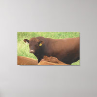 Midwest Cow Photography Wrapped Canvas Art