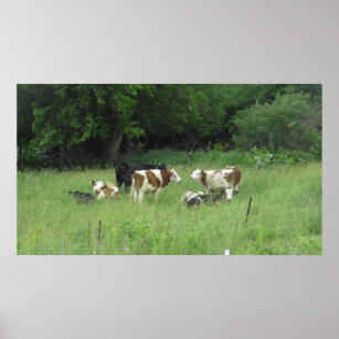 Midwest Cows Grazing in the Fields Poster