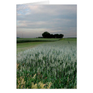 Midwest Farmland Wheat Field