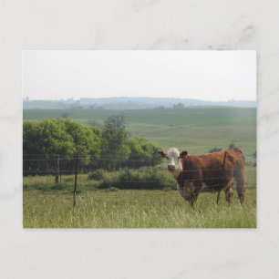 Midwest Photography   Beautiful Cow and Scenery Postcard