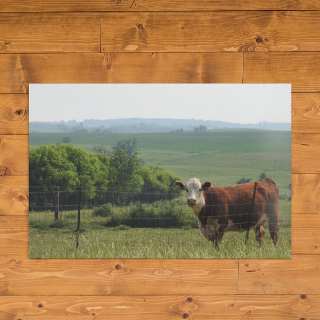 Midwest Photography | Beautiful Cow and Scenery Poster (Creator Uploaded)