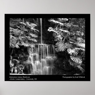Midwestern Rainforest Poster