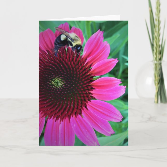 Miel Abeille Sur Coneflower, carte (Devant)