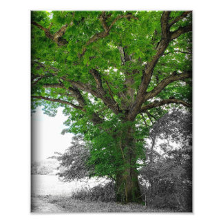 Might Tree Photo Print