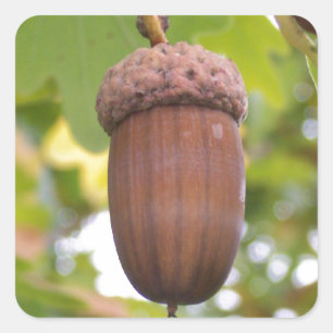 Mighty Acorn in an Oak Tree Stickers