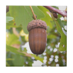 Mighty Acorn in an Oak Tree Tile