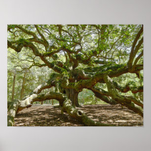 Mighty Angel Oak Poster