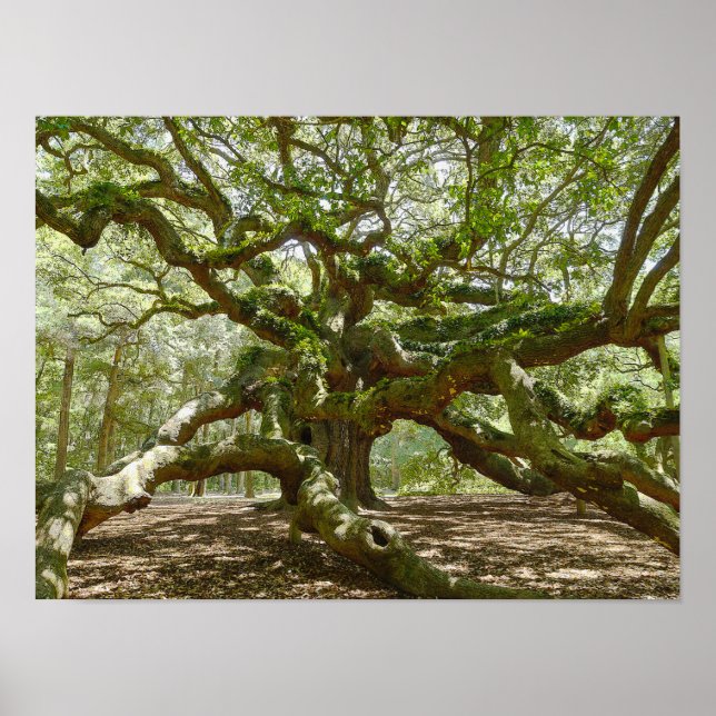 Mighty Angel Oak Poster (Front)