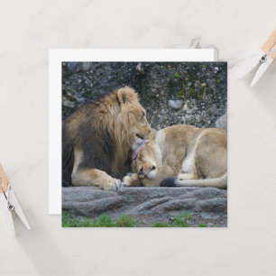 Mighty Lion Love