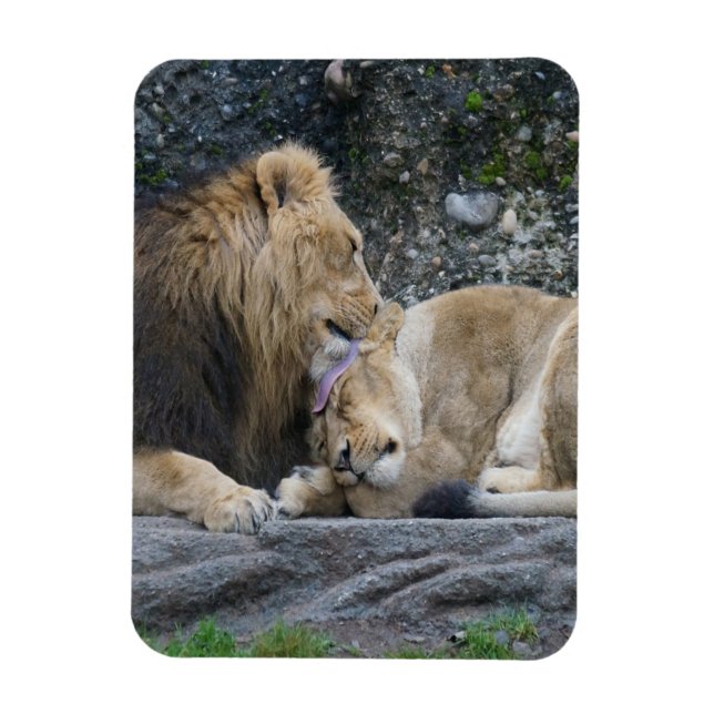 Mighty Lion Love Magnet (Vertical)