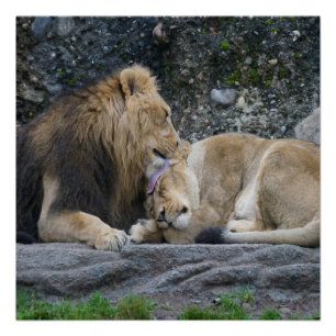 Mighty Lion Love Poster