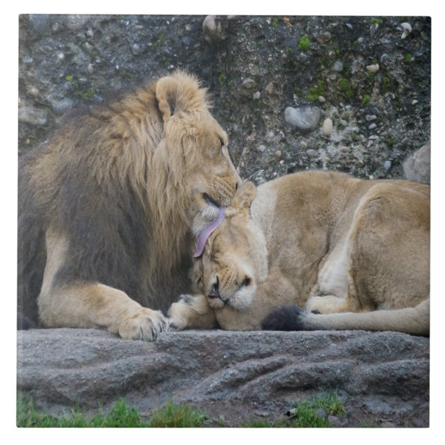 Mighty Lion Love Tile (Front)