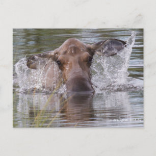 Mighty moose playing it cool postcard