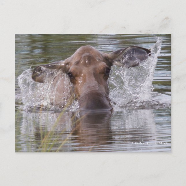 Mighty moose playing it cool postcard (Front)