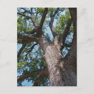 Mighty Oak Postcard