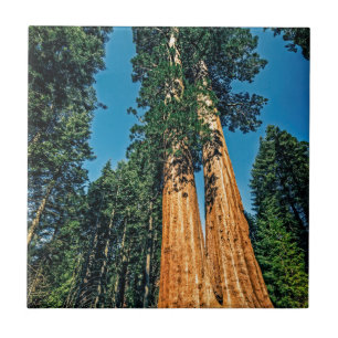 Mighty Redwood Tile