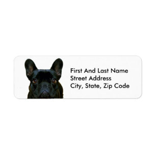 Mignon Black French Bulldog Frenchie Photo :