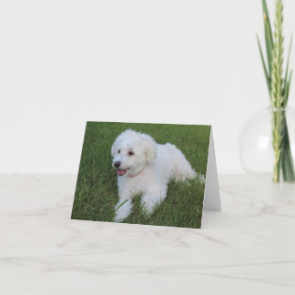 mignon chien blanc moelleux sur une carte