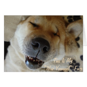 mignonne akita endormi chiens souriants drôle slog
