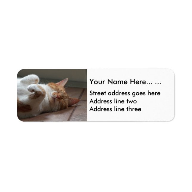 Mignonne chat dort Retourner l'adresse Étiquettes (Devant)